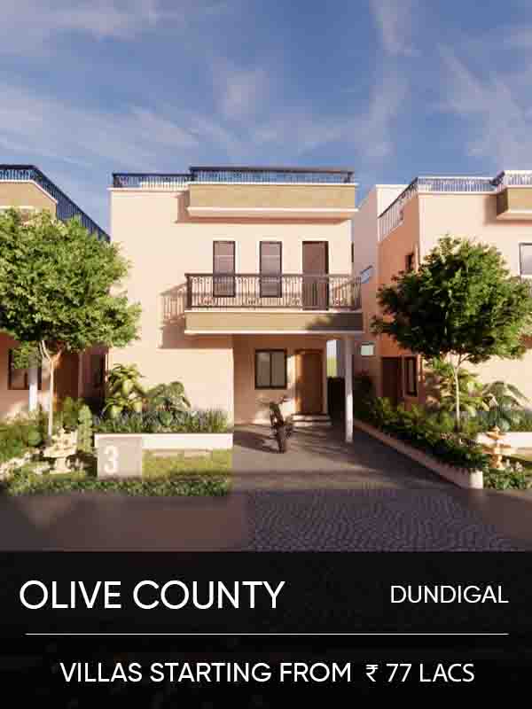 Oilve Couty